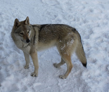 československý vlčiak